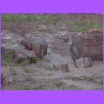 Petrified Wood 3.jpg